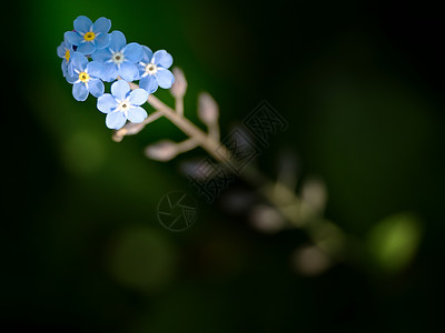 别忘了我 夏花园的温柔蓝色花朵 蓝色的小花朵花束果园季节团体森林生长场地卡片花园野花背景