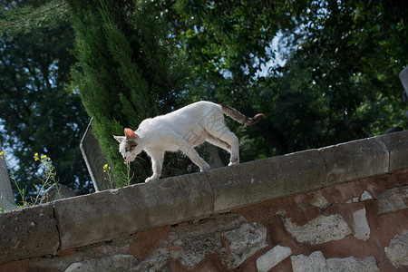 家猫在镇街上露脸短发蓝色宠物场地草地眼睛休息猫科动物动物小猫背景图片