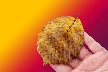 手握着白色背景的干枯秋叶黄色棕色树叶季节水彩植物叶子干叶背景图片