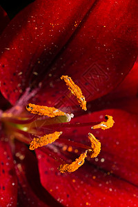 盛开美丽的百合花在特写 vie水彩婚礼高地生态叶子花园花瓣植物群花朵植被背景图片