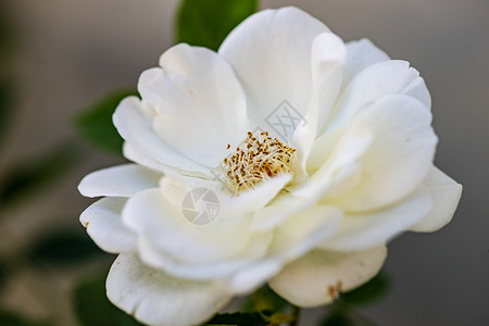 夏月自然背景花瓣季节性玫瑰植物白色植物群背景图片