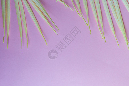 有棕榈叶的夏季背景植物热带阴影叶子树叶棕榈白色粉色房子晴天背景图片