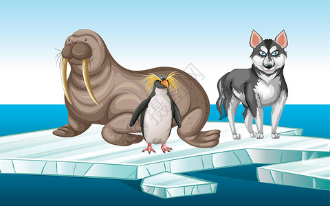 冰山上哈士奇冰山上的海象和企鹅插画