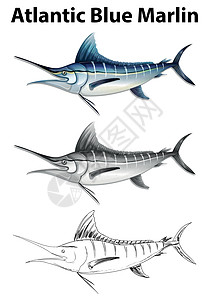 蓝鳍金枪鱼大西洋蓝marli的三种画法插画