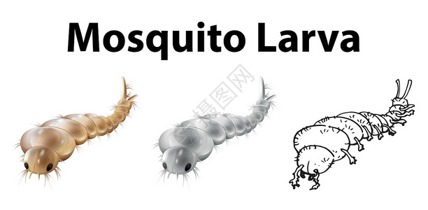 三素描中的蚊子幼虫背景图片