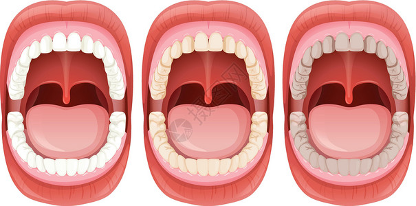 人张嘴一组人嘴解剖插画