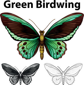 鸟翼绿色鸟的涂鸦动物插画