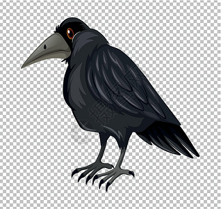 黑色的乌鸦透明背景上的野生乌鸦插画