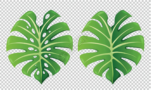 热带树叶剪贴画两种绿叶图案插画