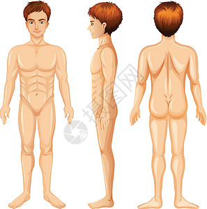 男人的身体正面和背面背景图片