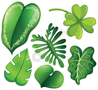 一套绿叶物品卡通片木头艺术朋友夹子树叶白色插图绘画背景图片