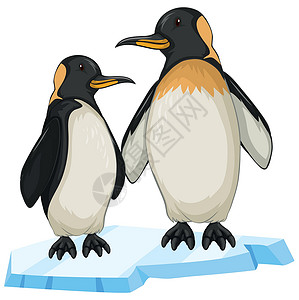ic 上的两只企鹅插画