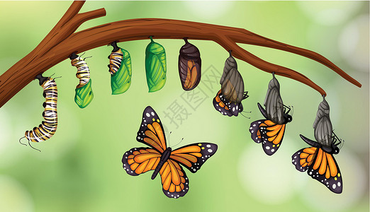 蝴蝶幼虫素材科学蝴蝶生命周期插画