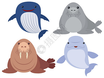 加利福尼亚海狮在白色背景上的海洋动物涂鸦艺术插图异国生物小路海豹情调白鲸剪裁插画