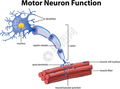 脂肪酸运动神经元功能向量插画
