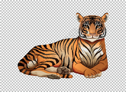 透明老虎素材透明背景上的野生老虎插画