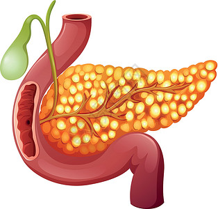 荷尔蒙健康的人类胰腺插画