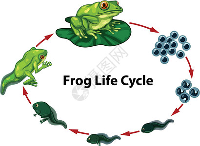 蝌蚪变青蛙青蛙生命周期图设计图片