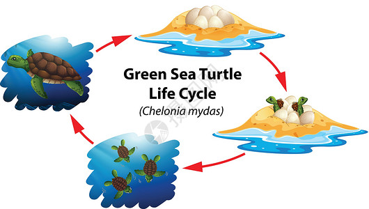 绿海龟生命周期艺术海洋少年绘画成人夹子生活生物学热带动物插画