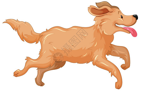 寻狗启事正在运行的金色寻金犬异国哺乳动物剪裁夹子生物跑步插图宠物犬类小狗插画