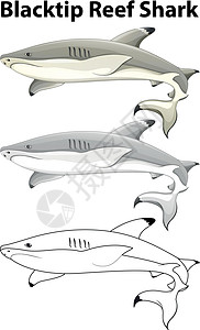 的涂鸦动物插图艺术野生动物夹子鲨鱼素描生物小路礁鲨黑鳍背景图片