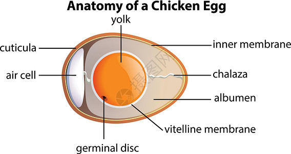 角质层鸡的解剖结构 例如设计图片