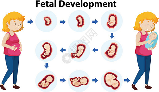 婴儿出生胎儿发育的载体设计图片