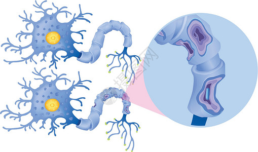 脑神经细胞一组人体神经细胞插画