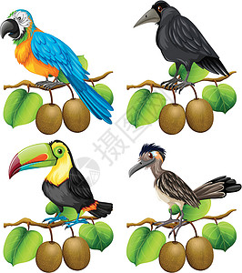 猕猴桃树枝上不同类型的鸟类高清图片