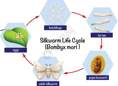 蚕砂家蚕生命周期图设计图片