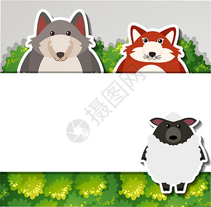 羊和狼带狐狸和羊的横幅模板插画