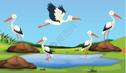 池塘苍鹭白鹭迁徙到pon设计图片