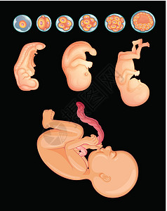 新生科学图片显示婴儿在怀孕期间如何成长的图表插画