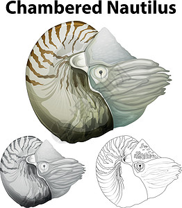 腔室鹦鹉螺的涂鸦字符背景图片