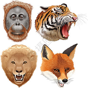 野生动物的四张面孔背景图片