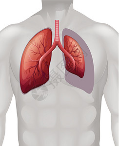 胸部保健人体肺的位置插画