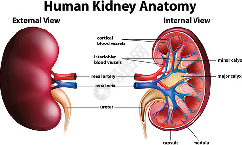 人体内脏器官显示人体肾脏解剖图插画