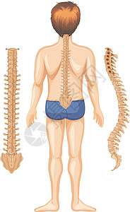 身体上分开白色背景上脊柱的人体解剖学插画