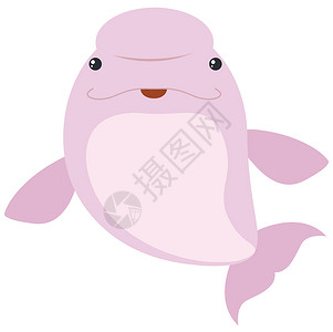 粉红色的海豚白色背景上的粉红色白鲸插画