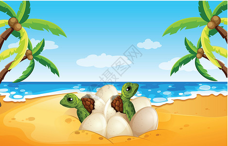 小海龟在海滩上孵化背景图片