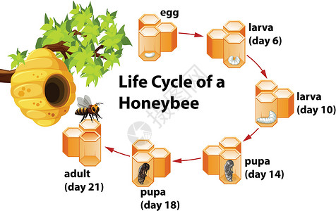 飞行蜂蜜蜜蜂的生命周期绘画幼虫夹子剪贴蜂蜜动物蜂窝科学成人黄色插画