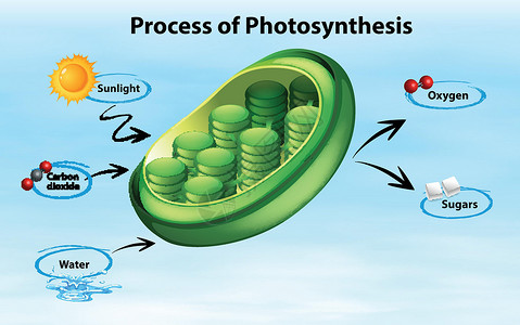 显示光合作用过程的图表夹子海报生活意义插图生长艺术阳光细胞生物设计图片