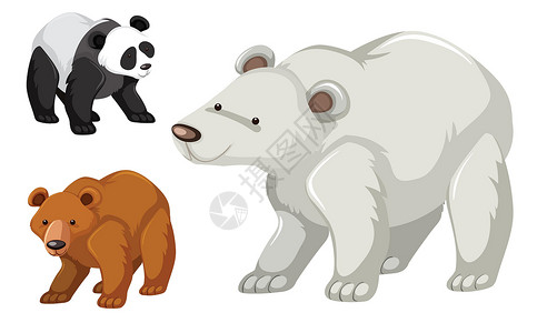 熊科动物一种一种熊se插画