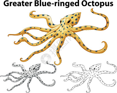 为更大的蓝环章鱼涂鸦动物插画