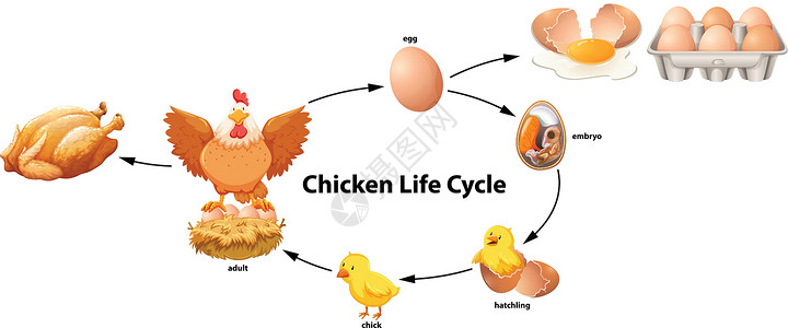 鸡生命周期科学插画