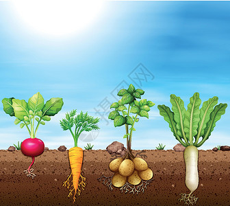 一套根菜类艺术老鼠营养土豆收成蔬菜食物萝卜白萝卜农场插画