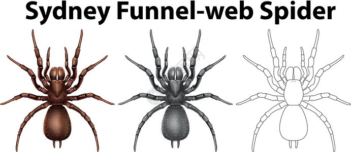 悉尼漏斗网蜘蛛的涂鸦字符背景图片