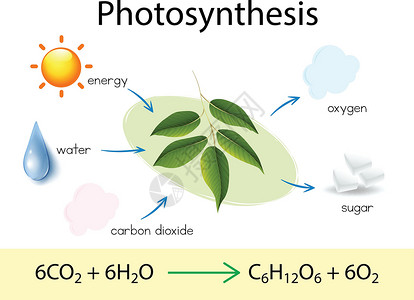 碳水化物光合作用科学教育插画