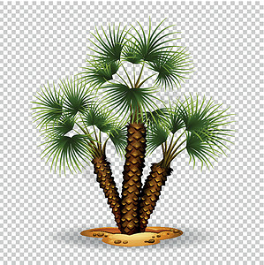 棕榈树园艺主题背景图片