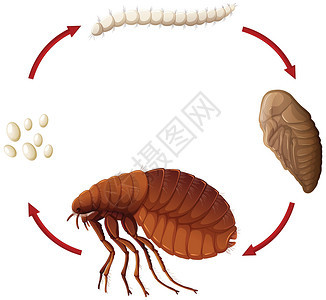 跳蚤文件的生命周期插画